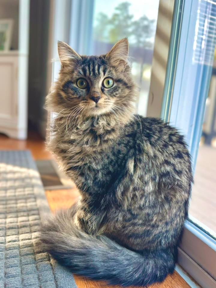 A cat sitting on a rug AI-generated content may be incorrect.