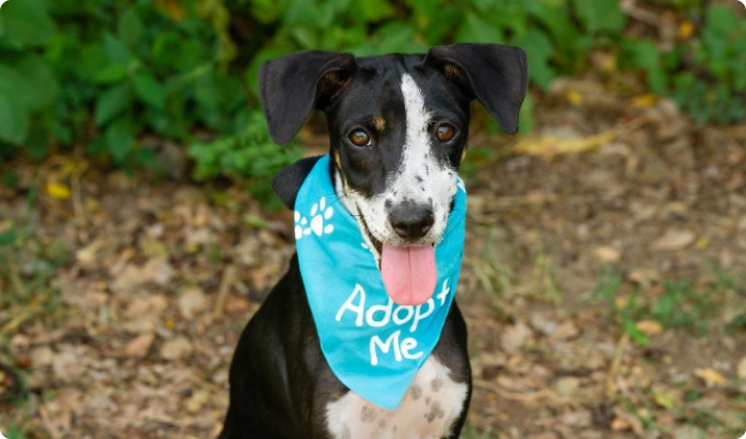 Dog wearing "Adopt Me" bandana.