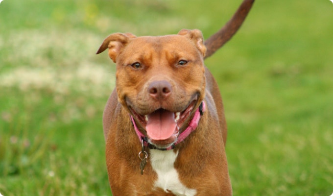 A happy bully breed dog playing in a field.