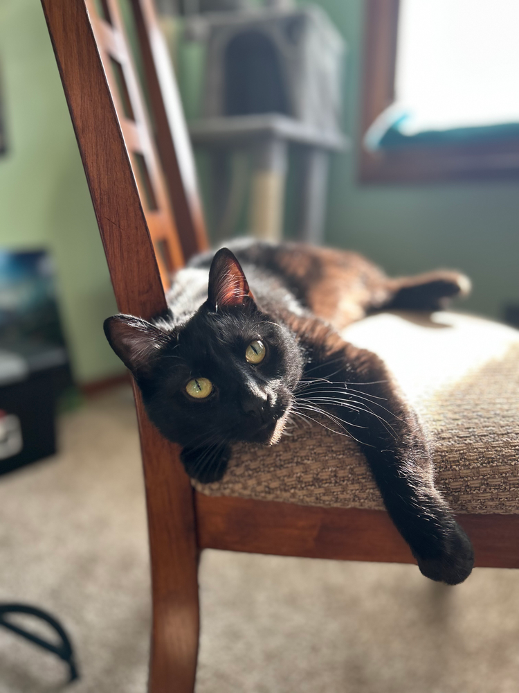 A cat lying on a chair AI-generated content may be incorrect.