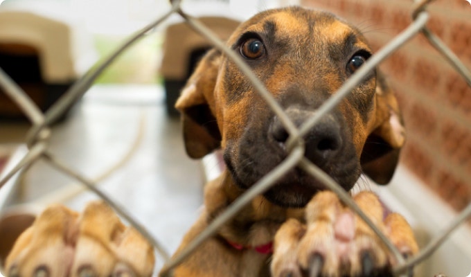 Dog behind a fence in a shelter.