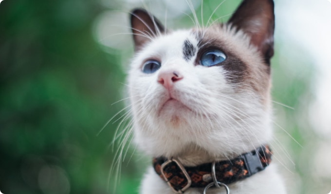 A black and white cat wearing a color.