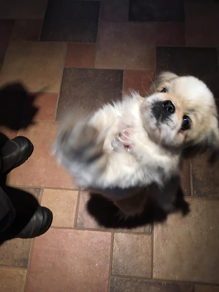 A dog standing on its hind legs AI-generated content may be incorrect.