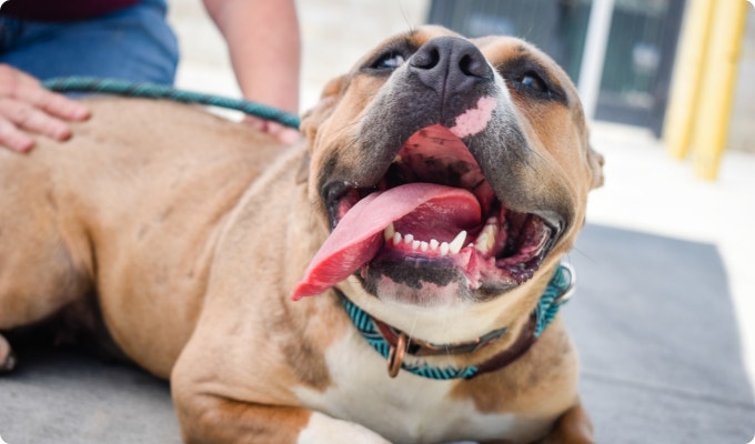 A bulldog with their tongue out getting pet by a human.