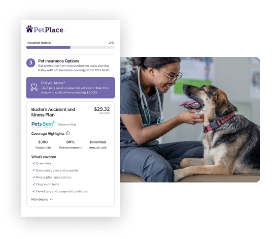 Woman veterinary examining dog